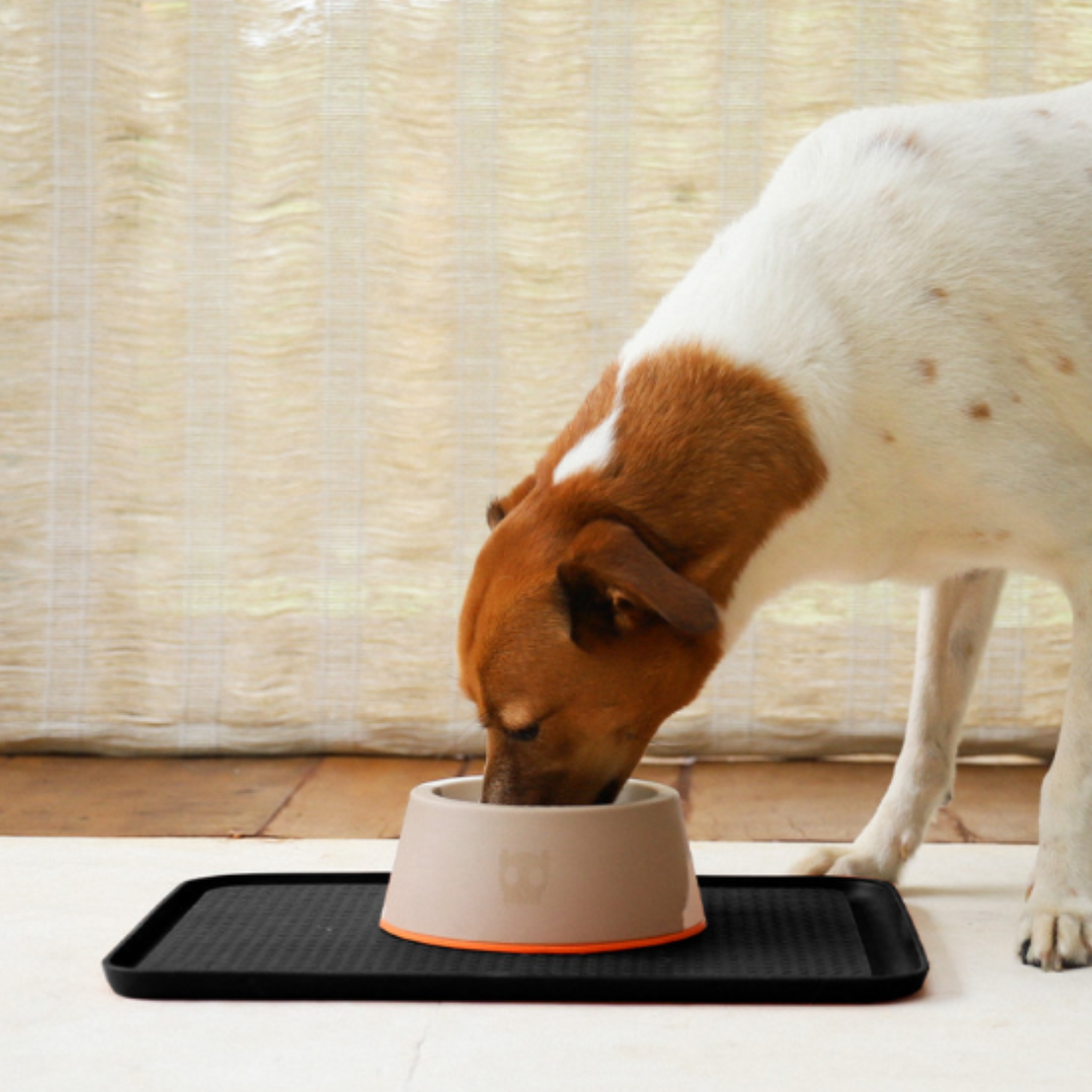 ALIMENTOS PERRO